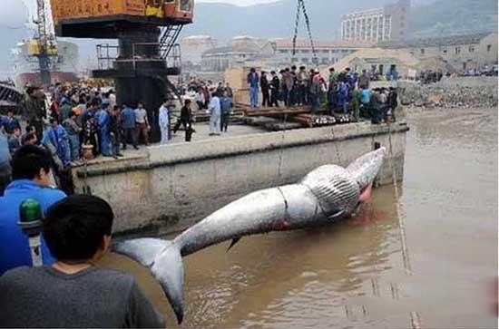 震驚！男子清理污水抓到大魚 網友：放了河神