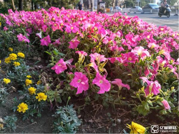 699元紅米3S深度評測：驍龍430、MIUI 8是亮點