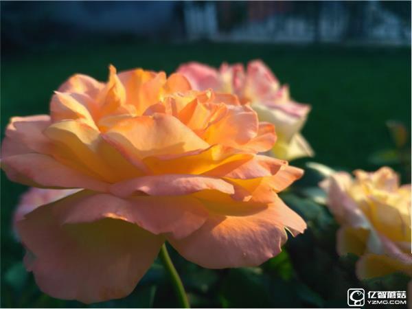 699元紅米3S深度評測：驍龍430、MIUI 8是亮點