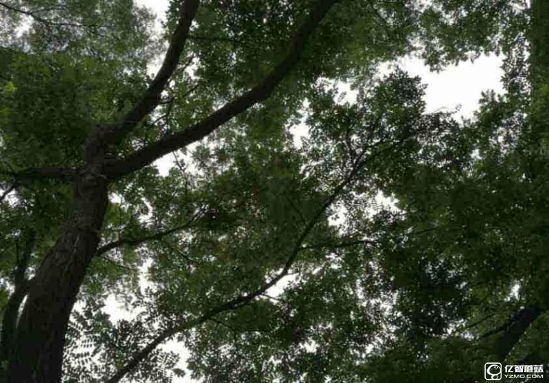 榮耀8上手體驗評測：雙玻璃能否突圍金屬時代?