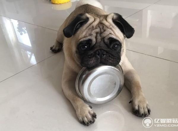 不僅僅吃喝 這個智能狗盆還能監測食量和健康