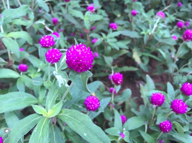 一加5和iPhone7 Plus哪個好？蘋果7P與一加5區別對比