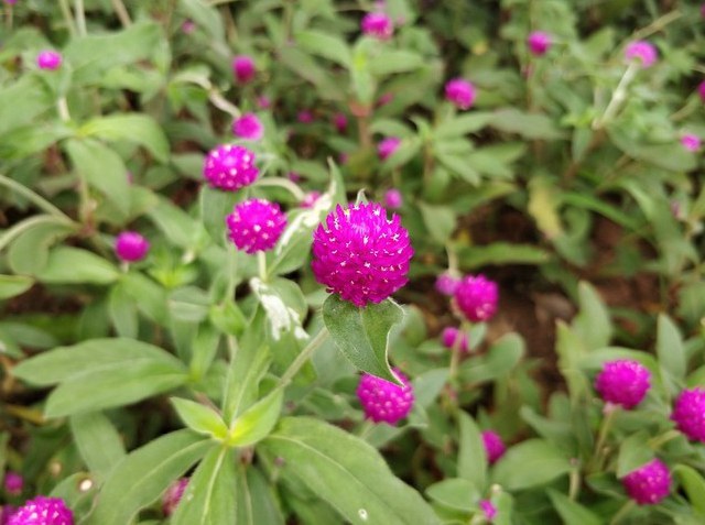 一加5和iPhone7 Plus哪個好？蘋果7P與一加5區別對比